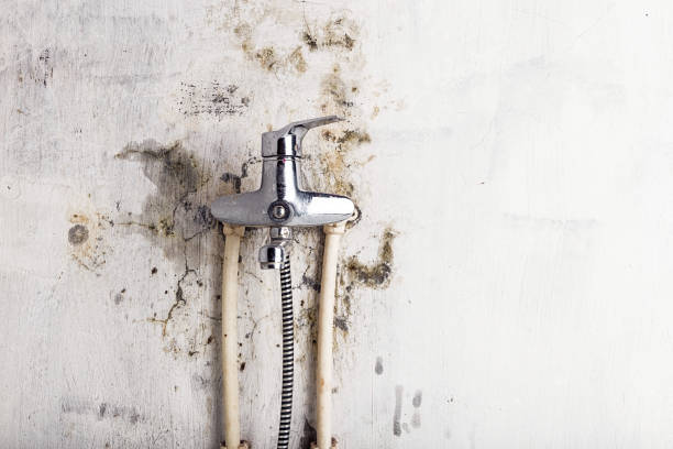 Reliable Gaston, SC Mold Removal Solutions