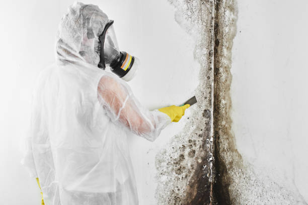 Best Attic Mold Removal  in Gaston, SC